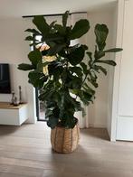 Vioolbladplant Ficus Lyrata, Huis en Inrichting, Kamerplanten, Ophalen, Ficus, 200 cm of meer, In pot