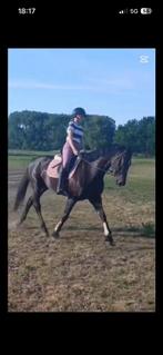 Super gave merrie te koop, Dieren en Toebehoren, Merrie, Gechipt, M, Dressuurpaard