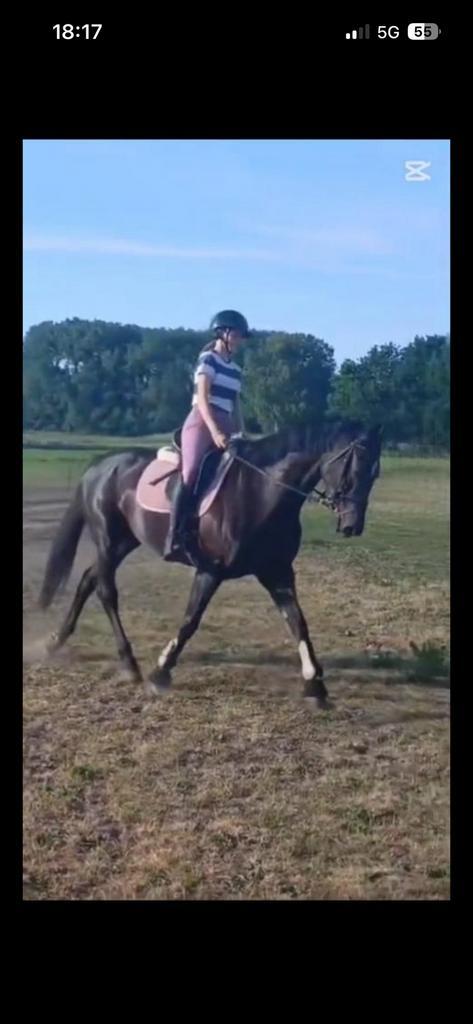 Super gave merrie te koop, Dieren en Toebehoren, Paarden, Merrie, M, 165 tot 170 cm, 3 tot 6 jaar, Dressuurpaard, Met stamboom