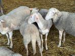 Agnelles et agneaux Lacaune, Dieren en Toebehoren, Schapen, Geiten en Varkens, Schaap