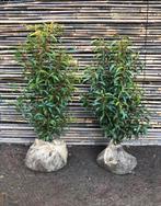 Portugese laurier 50/60cm (Prunus lusitanica), Moins de 100 cm, Laurier, Enlèvement ou Envoi, Haie