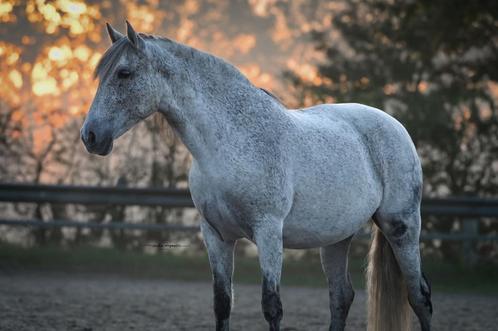 Pre merrie, Dieren en Toebehoren, Paarden, Merrie, 160 tot 165 cm, 7 tot 10 jaar, Gechipt, Ontwormd, Ingeënt