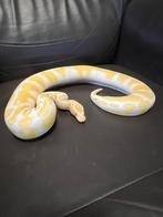 Ball python, Dieren en Toebehoren, Slang, 0 tot 2 jaar