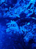 Lederkoraal, Dieren en Toebehoren, Ophalen