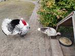 Kuikens kalkoenen, Dieren en Toebehoren, Pluimvee
