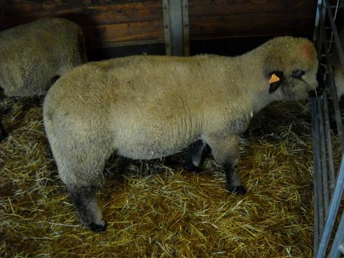 Hampshire down ramlam, Dieren en Toebehoren, Schapen, Geiten en Varkens, Schaap, Mannelijk, 0 tot 2 jaar
