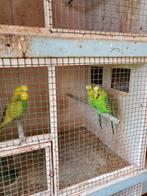 Koppel groene met gele vleugels parkieten, Plusieurs animaux, Perruche