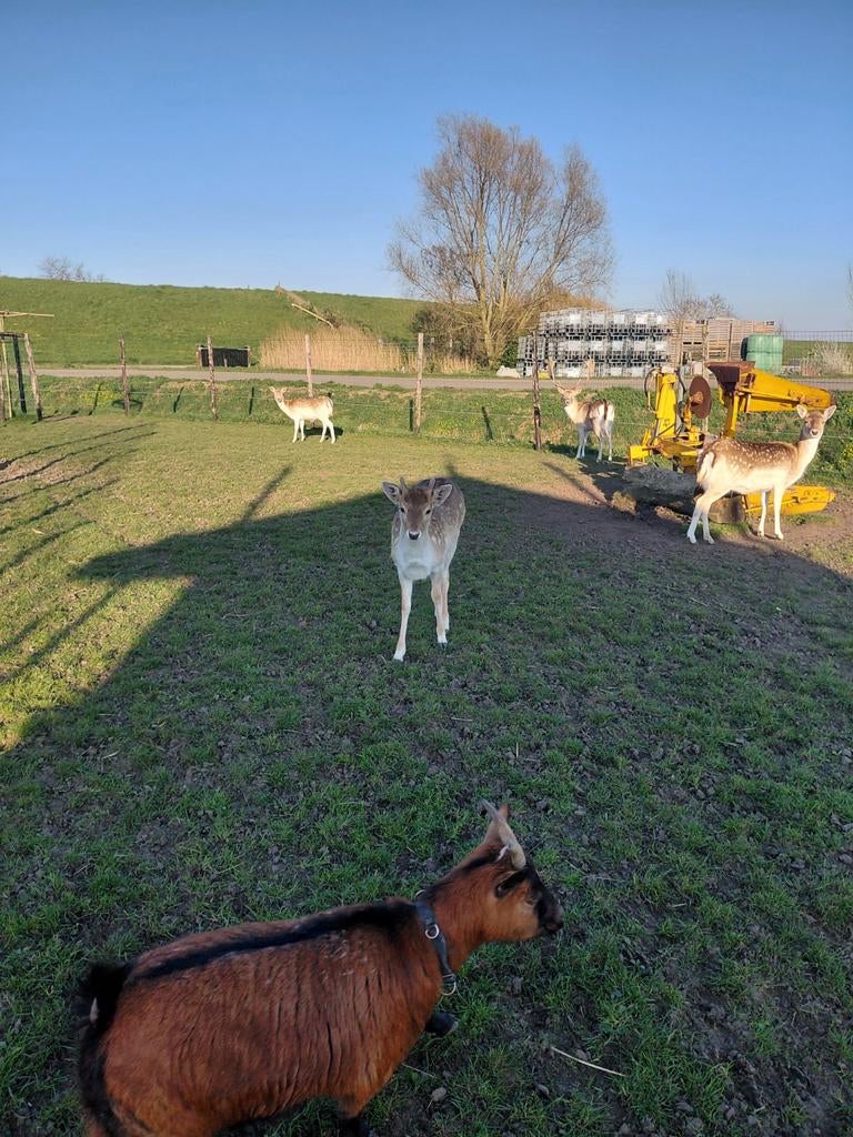 Damhertje te koop is van vorig jaar 10 juni