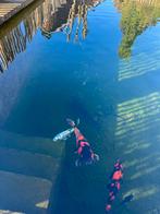 Vissen koi en karper, Dieren en Toebehoren, Vissen | Vijvervissen, Karper of Koi