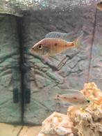 Copadichromis Mloto