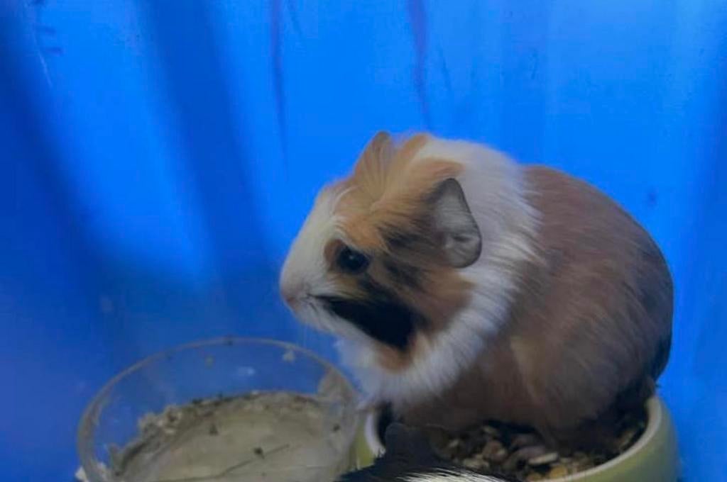 Cobaye tricolore femelle, Dieren en Toebehoren, Knaagdieren, Vrouwelijk, Cavia, Maart, Tam