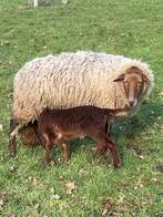 Ooi met ramlam, Plusieurs animaux, Mouton, 0 à 2 ans