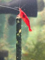Neocaridina Bloody Mary / rode garnalen, Dieren en Toebehoren, Vissen | Aquariumvissen, Kreeft, Krab of Garnaal, Zoetwatervis