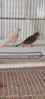 Couple Canaris arlequin, Femelle