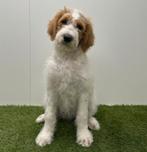 Nestje Goldendoodle pups (F2), Dieren en Toebehoren, Honden | Niet-rashonden, Parvo, België, 8 tot 15 weken, Teef
