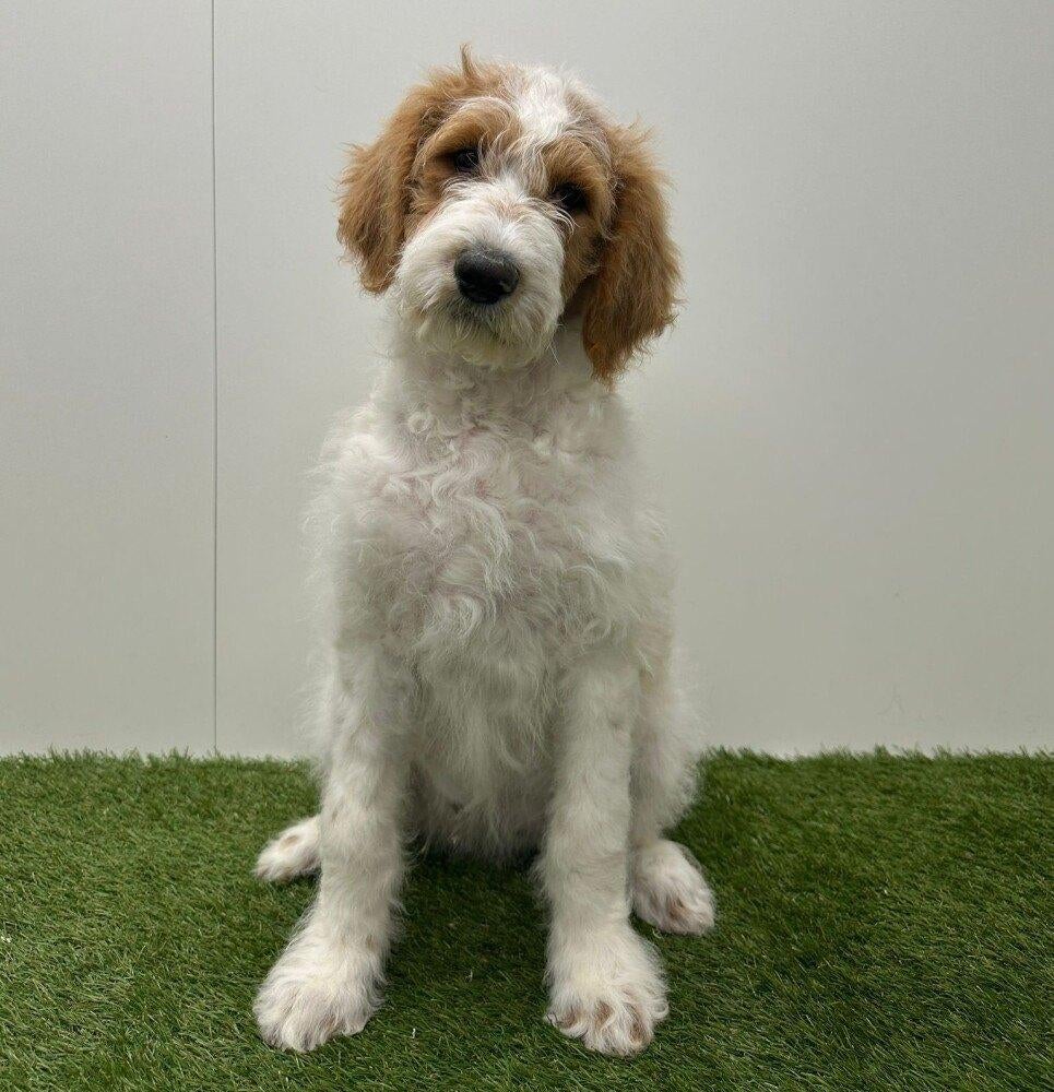 Nestje Goldendoodle puberpups (F2), Dieren en Toebehoren, Honden | Niet-rashonden, Teef, Fokker | Professioneel, Meerdere, België