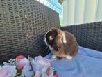 Mooi Choco bont tan Minilop rammetje, Dieren en Toebehoren, Konijnen, Mannelijk, Dwerg, Hangoor, 0 tot 2 jaar