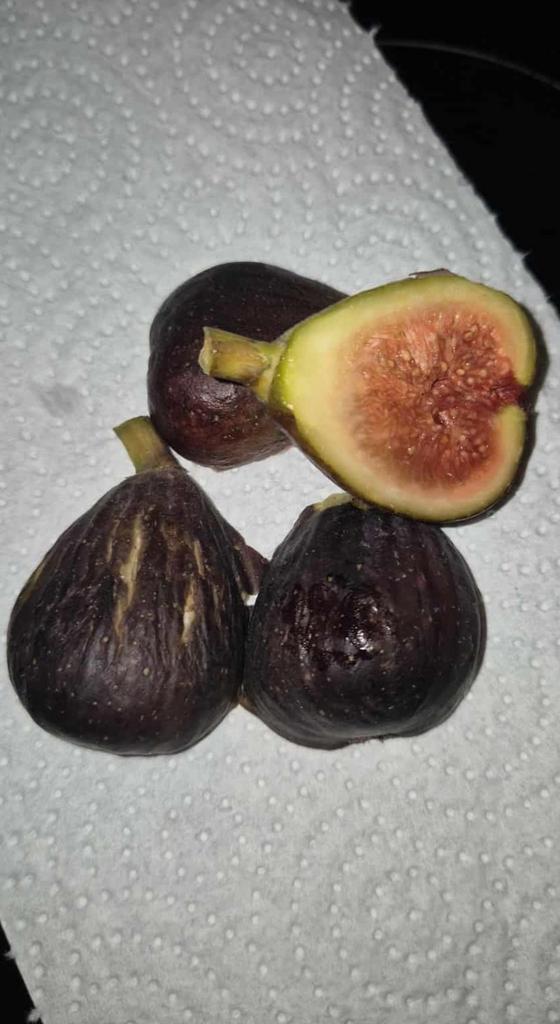 Stekken vijg Black Madeira...ideale moment nu !, Jardin & Terrasse, Plantes | Arbres fruitiers, Enlèvement ou Envoi