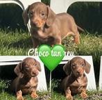 Dwergteckel pup reutje choco/tan, Dieren en Toebehoren, België, Fokker | Hobbymatig, Reu, 8 tot 15 weken