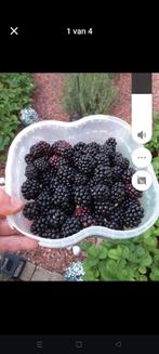 Nieuwe bramen stekken bio en winterhard., Ophalen