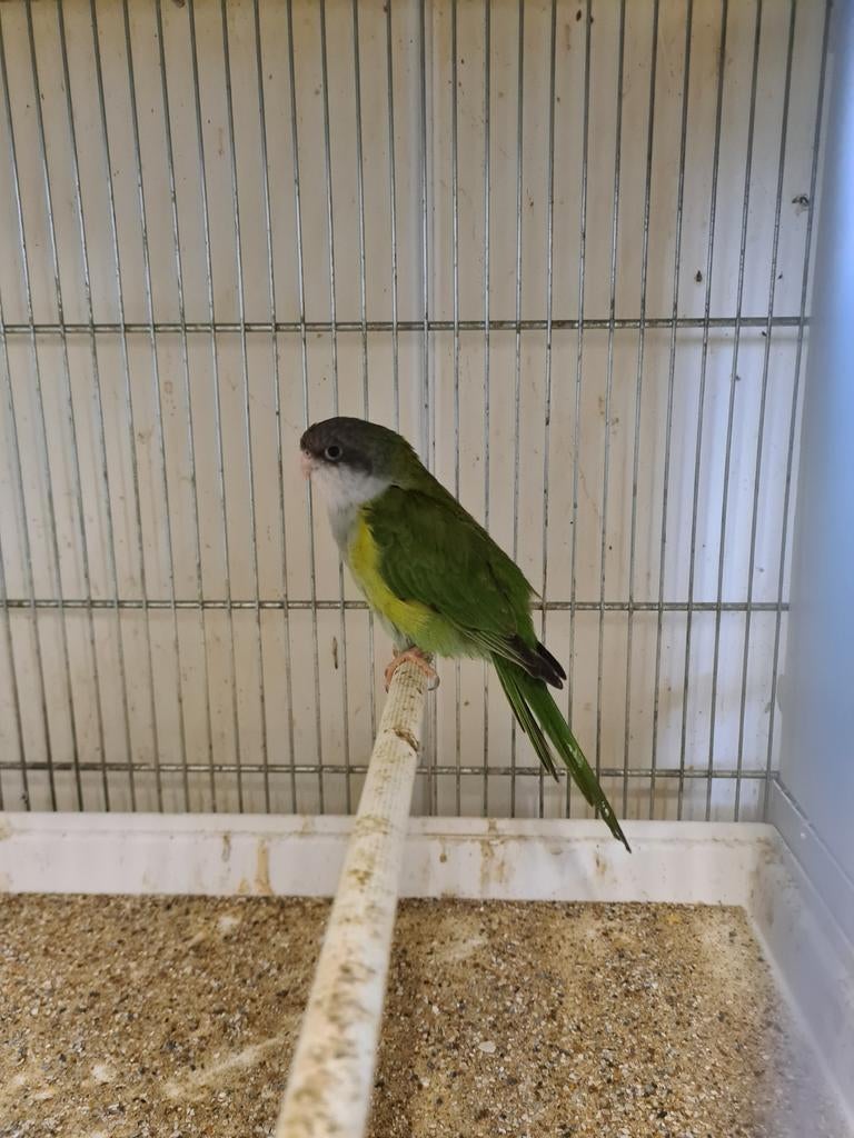 Perruche aymara, Animaux & Accessoires, Perruche