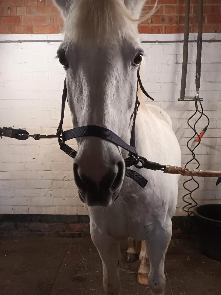 D pony, Dieren en Toebehoren, Pony's, Merrie, D pony (1.37m tot 1.48m), Ontwormd, Ingeënt