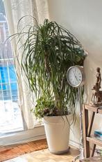 Beaucarnea, Enlèvement, En pot, Ombre partielle, 150 à 200 cm