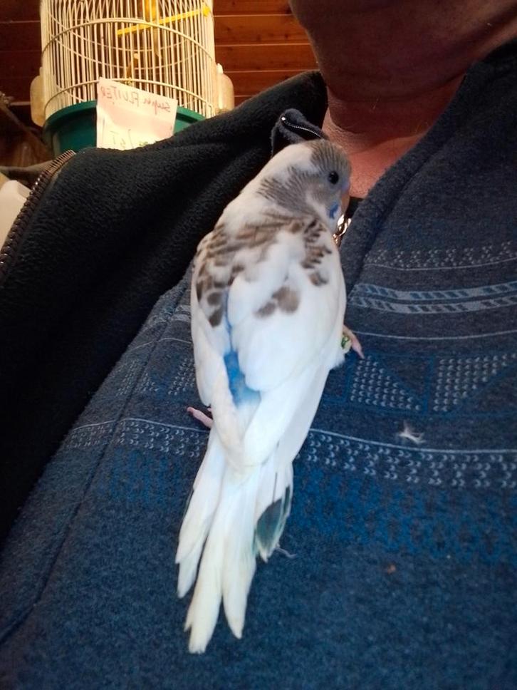 HALLO 🐥1 TAM GRASPARKIETJE  van februari 2026 geringd, Dieren en Toebehoren, Vogels | Parkieten en Papegaaien, Parkiet, Meerdere dieren