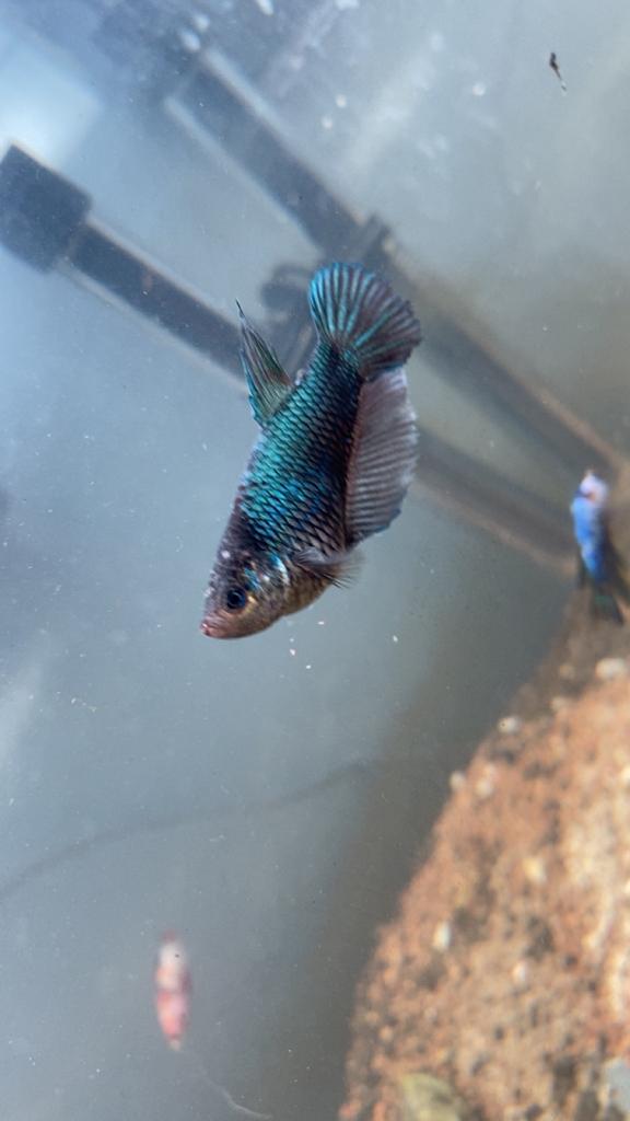 betta vrouwtjes