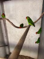 Agapornis Taranta, Dieren en Toebehoren, Vogels | Parkieten en Papegaaien, Mannelijk, Dwergpapegaai of Agapornis