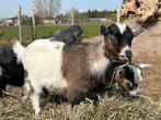 geitjes te koop, Dieren en Toebehoren, Geit, 0 tot 2 jaar