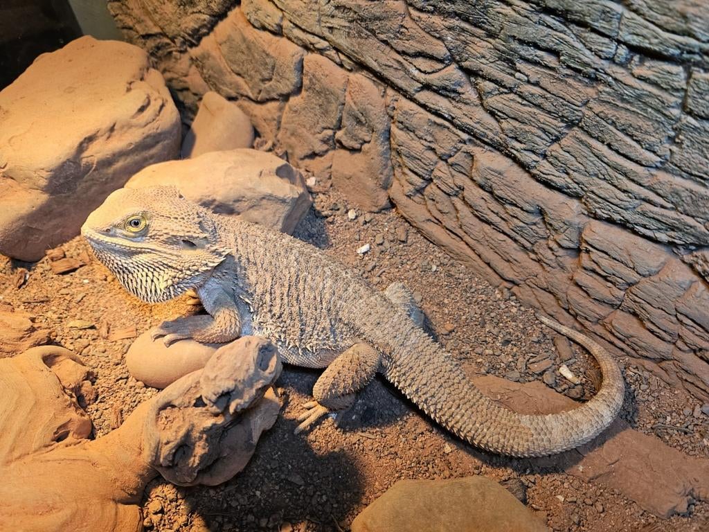 Terrarium avec Pogona, Ophalen