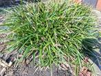 GRATIS zegge siergras., Tuin en Terras, Planten | Tuinplanten, Ophalen