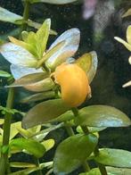 Appelslak (Pomacea diffusa ), Ophalen, Zo goed als nieuw, Overige typen