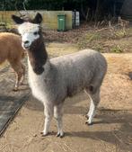 Jonge dekhengst.klaar om zijn diensten te bewijzen., Dieren en Toebehoren, Oktober, Mannelijk