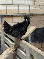 Padua sierkip hennen & hanen, Dieren en Toebehoren, Vrouwelijk, Kip