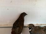 2 Chinese dwergkwartels te koop/ 10€ voor beiden, Dieren en Toebehoren, Vogels | Overige Vogels, Geslacht onbekend