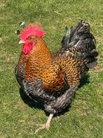 Aarschots hoen hanen, Dieren en Toebehoren