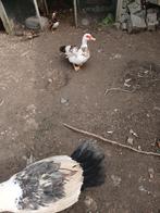 Koppel barbarie eenden, Dieren en Toebehoren, Pluimvee, Meerdere dieren, Eend