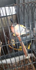 vogels, Dieren en Toebehoren, Vogels | Parkieten en Papegaaien, Mannelijk, Geringd