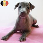 Petit Lévrier Italien - chiots belges à vendre, Commerçant, Autres races, 8 à 15 semaines, Plusieurs