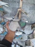 Reis duiven met ring en papier 3 doffer, Dieren en Toebehoren