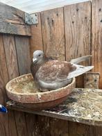 Koppel postduiven beschikbaar, Dieren en Toebehoren, Vogels | Duiven