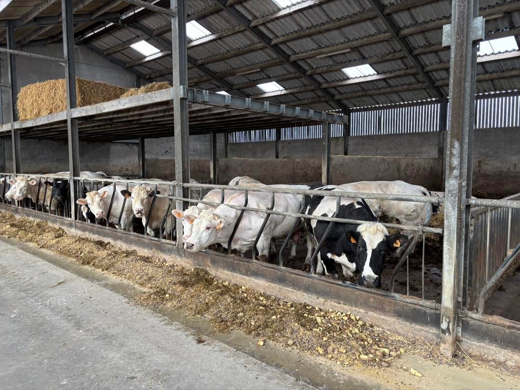 Stalinrichting, Dieren en Toebehoren, Runderen