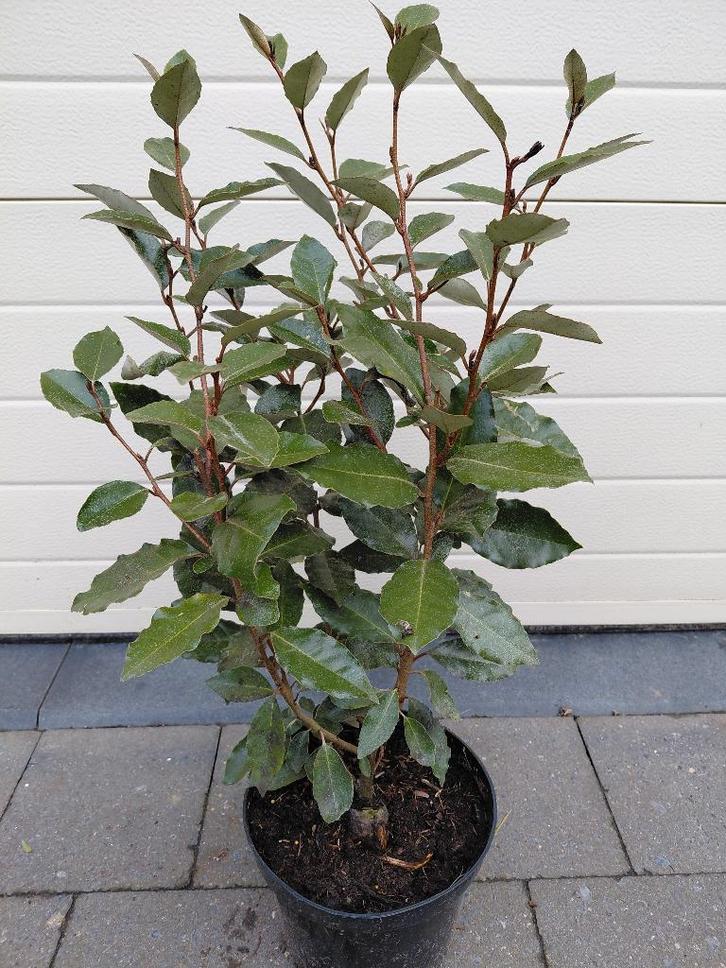 Eleagnus Ebbingei, Tuin en Terras, Planten | Tuinplanten, Halfschaduw, Ophalen