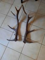Bois de cerf ancien (paire), Enlèvement, Cerf
