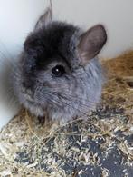 Chinchillas, Animaux & Accessoires, Avril, Mâle, Chinchilla
