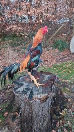 Shamo haan en 2 hennen