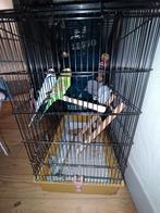 2 parkieten, Dieren en Toebehoren, Vogels | Parkieten en Papegaaien, Parkiet, Pratend