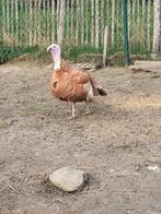 rode ardenner kalkoenen haan, Dieren en Toebehoren, Pluimvee, Mannelijk, Kalkoen